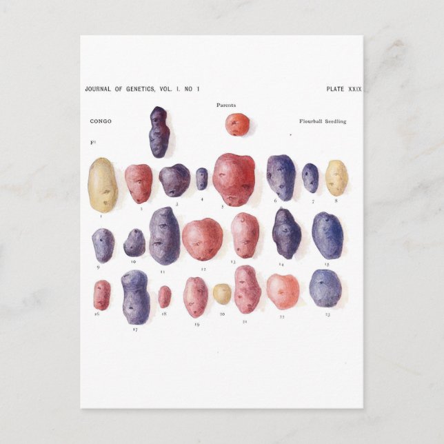 Vintage Potato Botanical Print Postcard (Front)