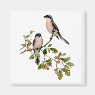 Vintage Pretty Birds on a Branch Magnet