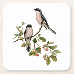 Vintage Pretty Birds on a Branch Square Paper Coaster