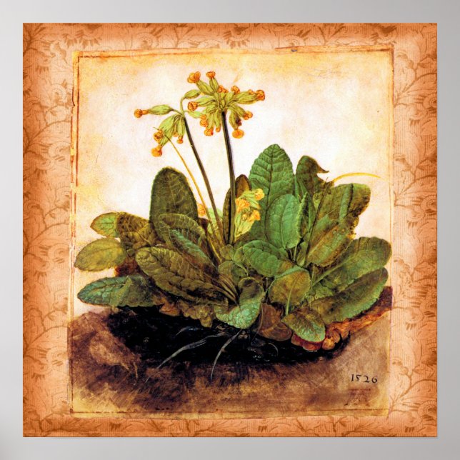 Vintage Primrose Primula Flower Poster (Front)