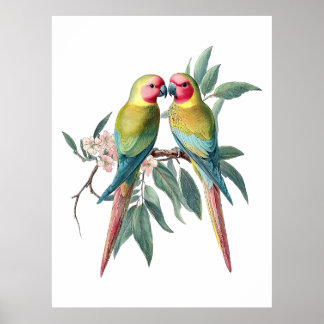 Vintage Princess Parrots Illustration Poster
