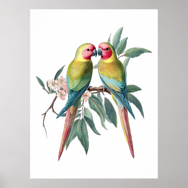 Vintage Princess Parrots Illustration Poster (Front)