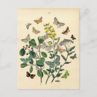 Vintage Print - Lepidoptera - Moths & Butterflies Postcard