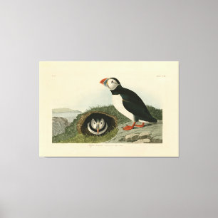 Vintage Puffin Illustration Canvas Print