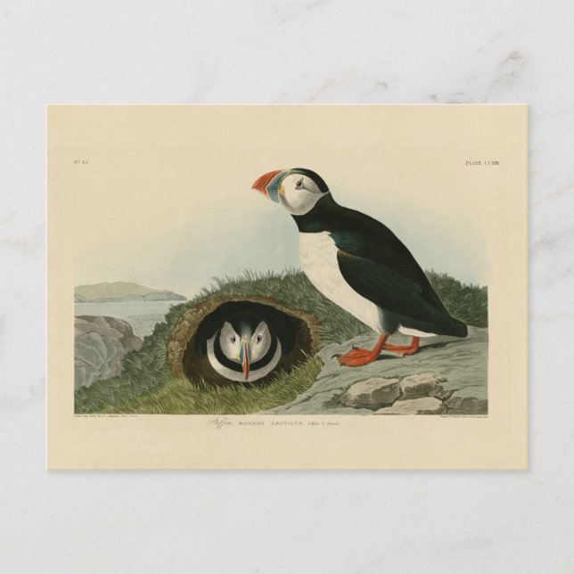 Vintage Puffin Illustration Postcard (Front)