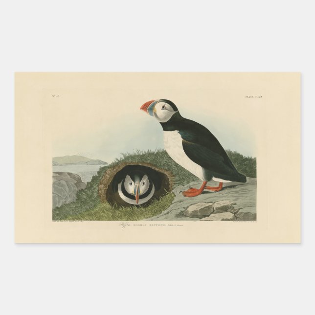 Vintage Puffin Illustration Rectangular Sticker (Front)