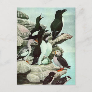 Vintage Puffins and Aquatic Birds by Louis Fuertes Postcard