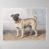 Vintage Pug