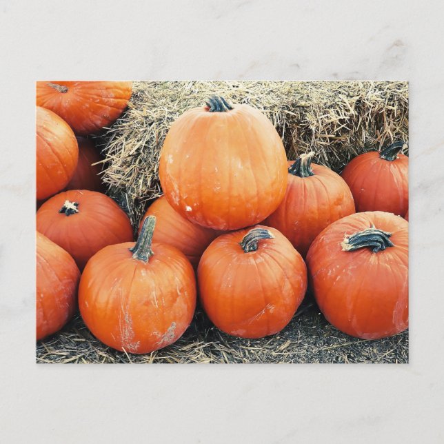 Vintage Pumpkin Pile Postcard (Front)