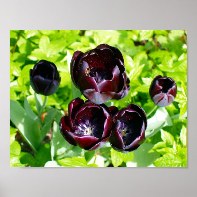 Vintage Purple Black Green Tulips Flowers Holland Poster (Front)