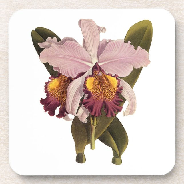 Vintage Purple Cattleya Orchid, Tropical Flowers Coaster (Front)