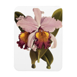 Vintage Purple Cattleya Orchid, Tropical Flowers Magnet