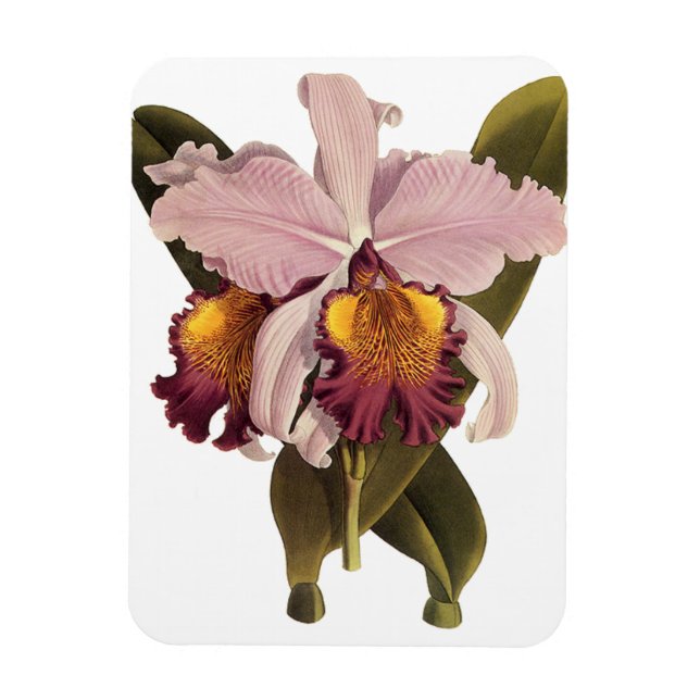 Vintage Purple Cattleya Orchid, Tropical Flowers Magnet (Vertical)