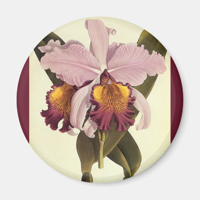 Vintage Purple Cattleya Orchid, Tropical Flowers Magnet (Front)