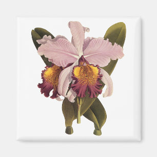 Vintage Purple Cattleya Orchid, Tropical Flowers Magnet