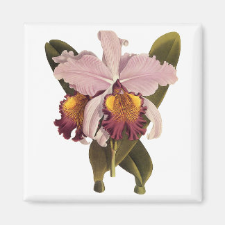 Vintage Purple Cattleya Orchid, Tropical Flowers Magnet