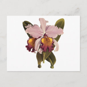 Vintage Purple Cattleya Orchid, Tropical Flowers Postcard