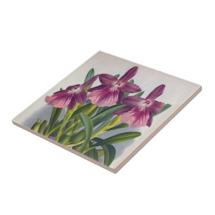 Vintage Purple Lady Orchids Miltonia Spectabilis Tile