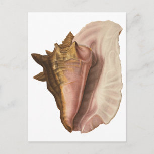 Vintage Queen Conch Seashell Shell, Marine Animal Postcard