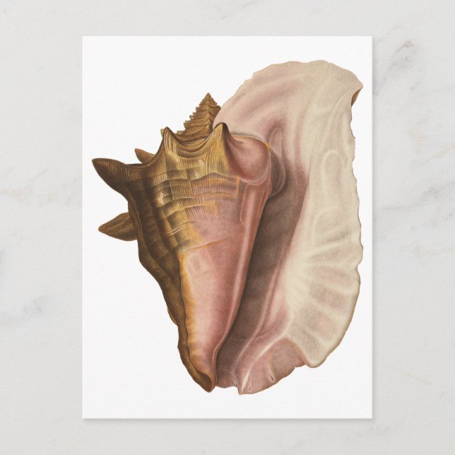 Vintage Queen Conch Seashell Shell, Marine Animal Postcard (Front)