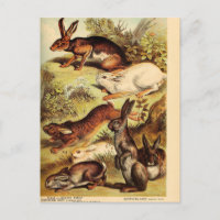 Vintage Rabbit Hare Bunny Ephemera Decoupage Art