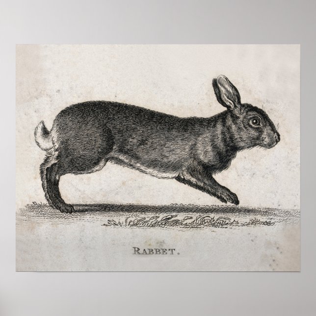 Vintage Rabbit Print  (Front)
