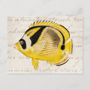 Vintage Racoon Butterfly Fish - Antique Hawaiian Postcard