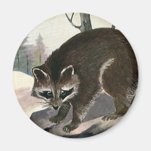 Vintage Racoon, Wild Animal Forest Creatures Magnet