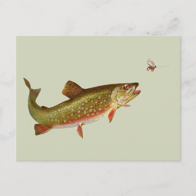 Vintage Rainbow Trout Fly Fishing Postcard (Front)