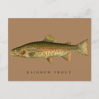 Vintage Rainbow Trout Postcard