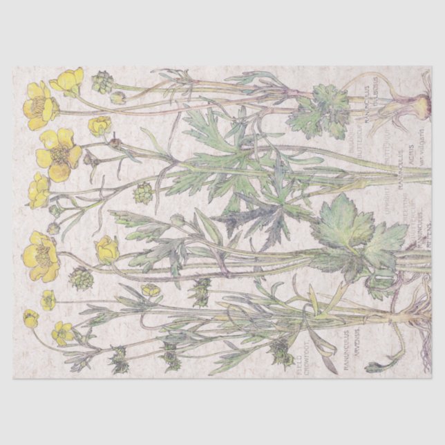Vintage Ranunculus Wildflower Flowers Tissue Paper (Front)