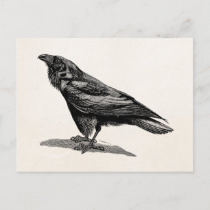 Vintage Raven Crow Blackbird Bird Illustration Postcard
