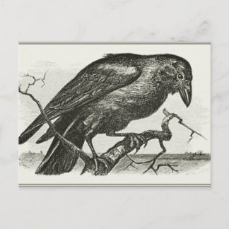 Vintage Raven Woodcut Postcard
