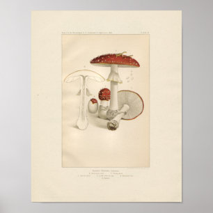 Vintage Red and White Mushrooms Print