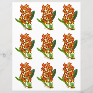 Vintage Red And Yellow Orchid Flower 