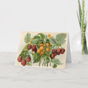 Vintage Red and Yellow Raspberries Illustration Card