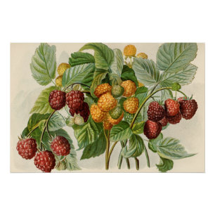 Vintage Red and Yellow Raspberries Illustration  Poster