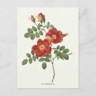 Vintage Red and Yellow Rose Botanical Print Postcard