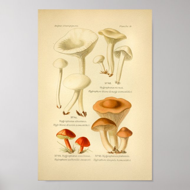 Vintage Red Brown Mushrooms Art Print French (Front)