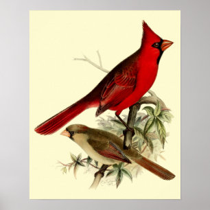 Vintage Red Cardinal Birds Poster