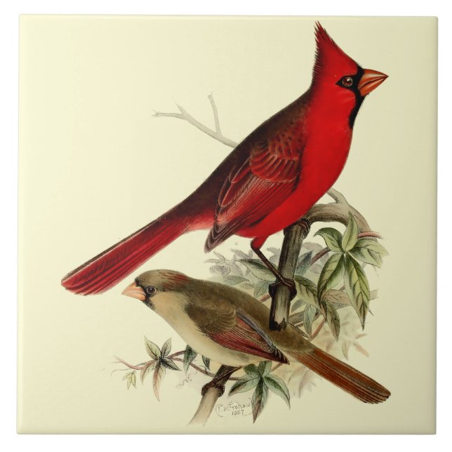 Vintage Red Cardinal Birds Tile (Front)