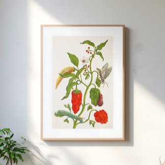 Vintage Red Chilli Fruit Floral Botanical Art Poster