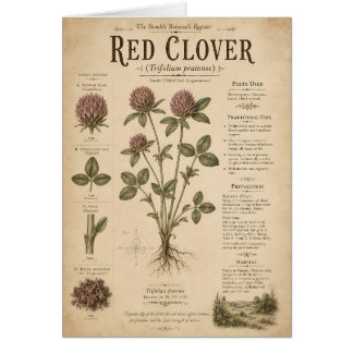 Vintage Red Clover Botanical Study Scientific Illu