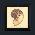 Vintage Red Conch Shell Gift Box<br><div class="desc">In this vivid image,  you can see in vintage natural and unique style of the red Conch shell up close. This unique type of art has black and red shading to accent the spiralling of this conch shell. Get this conch shell with an sepia background on your product today.</div>