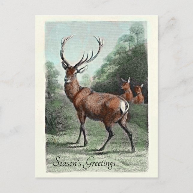 Vintage Red Deer Stag Colourized Season's Greeting Postcard (Front)