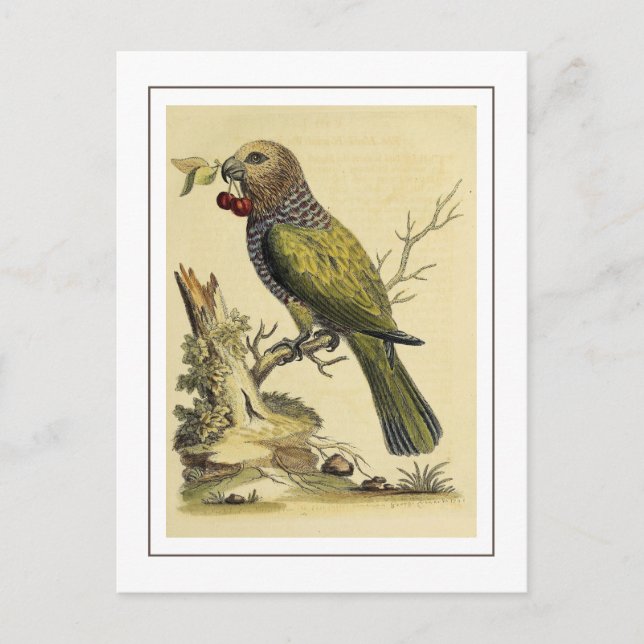  Vintage Red Fan Parrot Bird Illustration Postcard (Front)