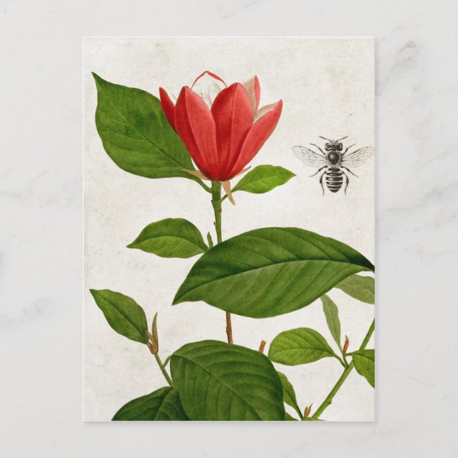 Vintage Red Flower and Bee Postcard (Front)