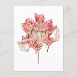 Vintage red flower drawing by Samuel Colman Postcard