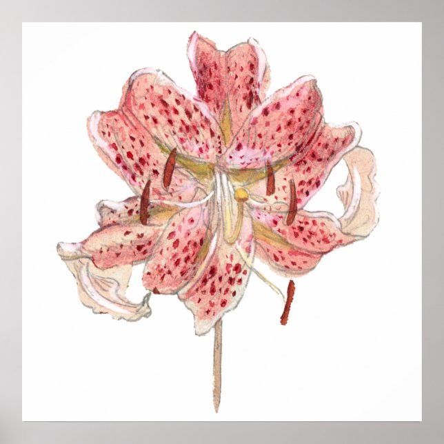 Vintage red flower drawing by Samuel Colman Poster (Front)