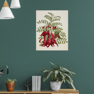 Vintage Red Kaka Beak Flower Botanical Art Poster